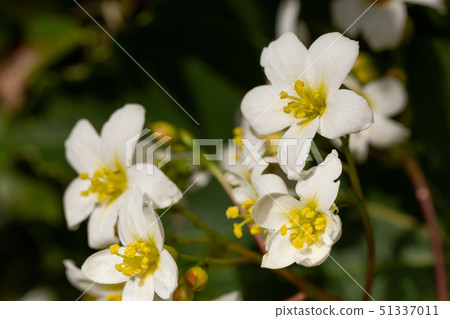 杏花 杏花 51337011