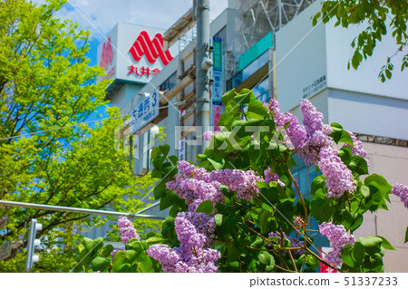Flower lilac 51337233