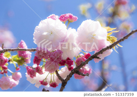 盛開的雙櫻花 51337359