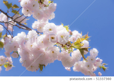盛開的雙櫻花 51337360