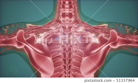 3D magnetic resonance image scan 3D magnetic resonance image scan 51337964