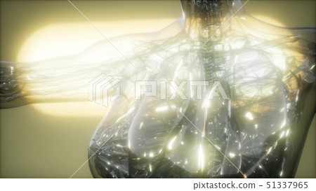 X-Ray Image Of Human Body 51337965