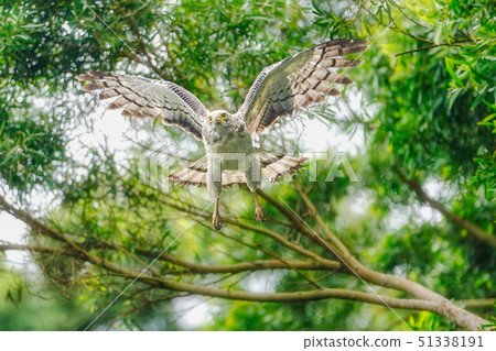 Kammuriwashi Kammuriwashi 51338191