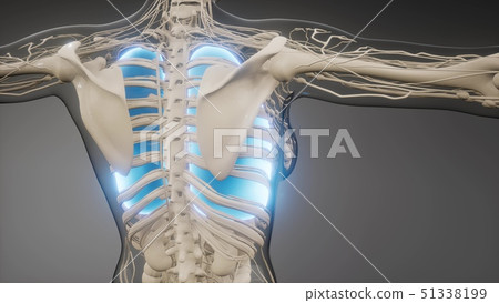 Human Lungs Radiology Exam 51338199