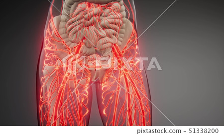 Blood Vessels of Human Body 51338200