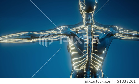 Blood Vessels of Human Body 51338201