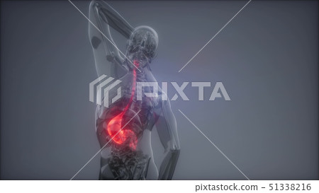 Human Stomach Radiology Exam 51338216