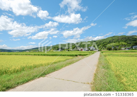 Summer rural landscape (August) 51338365