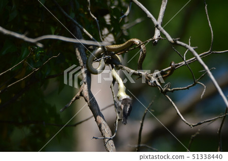 在樹上吞下鳥兒的“Ao Daisho Show”（Tachikawa Park / Tachikawa City，Tokyo） 51338440