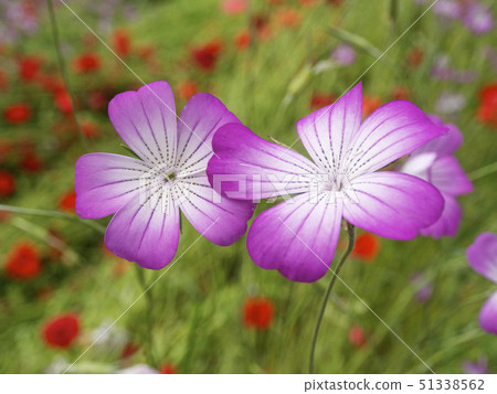 Mugi senne之花 Mugi senne之花 51338562