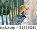 Cat in Malta 51338841