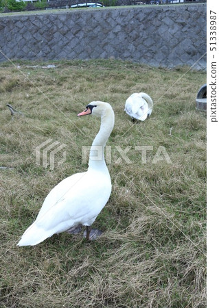 Mute swan alert Mute swan alert 51338987