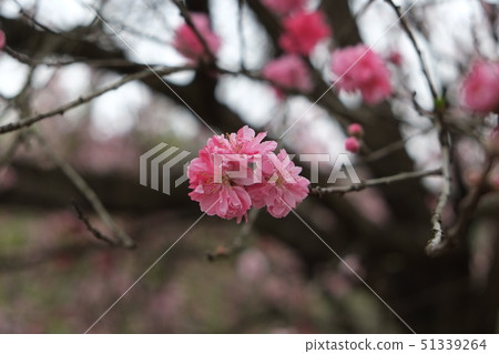 南信州花桃 51339264