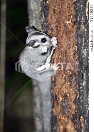 Momonga while eating 51339285