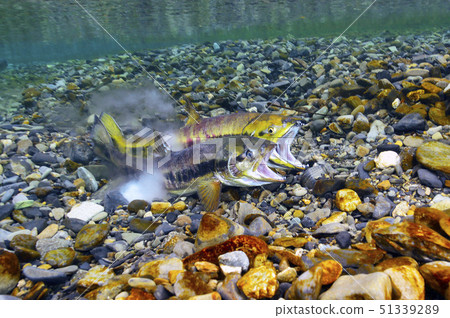 Upstream spawning of salmon 51339289