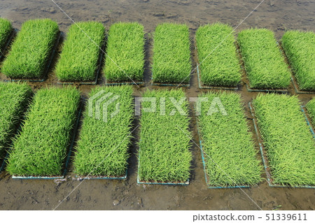 Rice seeds Rice seeds 51339611