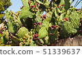 Cactus 51339637