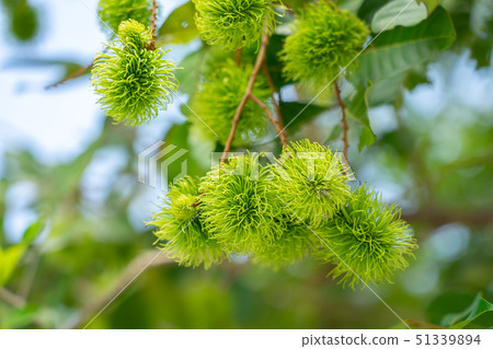 Rambutan from green rambutan trees When it is time Rambutan from green rambutan trees When it is time 51339894