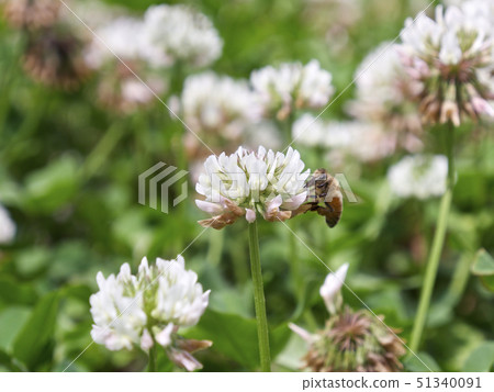 Honeybee sucking on clover and honey 51340091