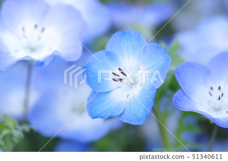 Nemophila領域 Nemophila領域 51340611