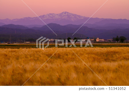 白山遠景/日落/麥田（石川縣能美市）5月下旬 51341052
