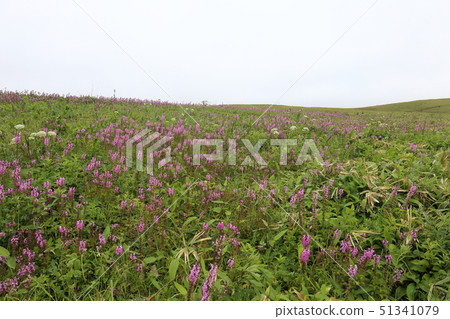 Hokkaido Rebun Island Rebun Shiogama Cluster 51341079