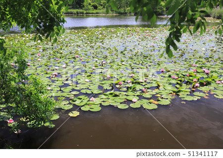 Minuma Natural Park in early summer 51341117