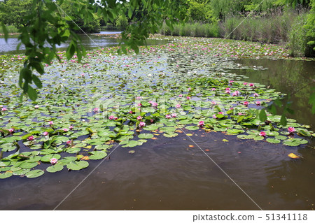 Minuma Natural Park in early summer 51341118