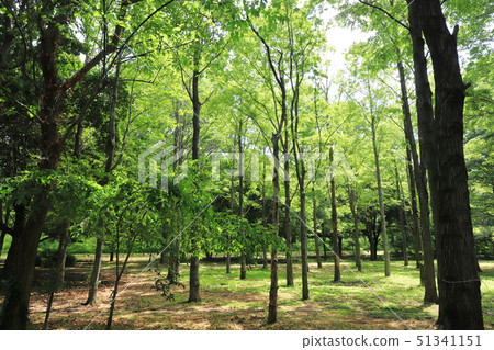 Minuma自然公園新綠色 51341151