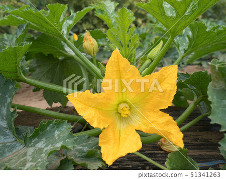 西葫蘆田 西葫蘆田 51341263