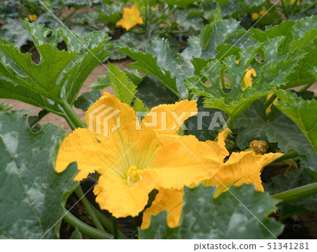 Zucchini field 51341281