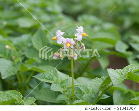 馬鈴薯花 51341307