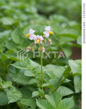 馬鈴薯花 51341310