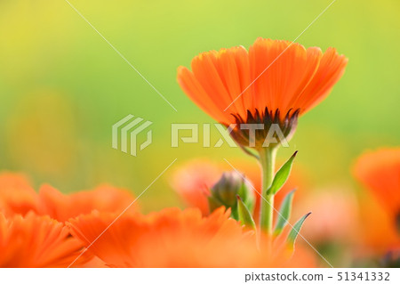 Calendula flower Calendula flower 51341332