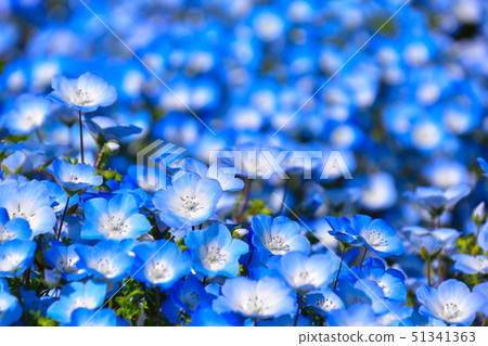 Nemophila 51341363