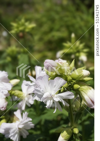 White flower 51341745
