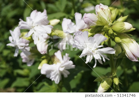 White flower 51341746
