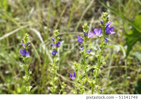 Flying snow 51341749