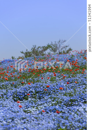Nemophila和罌粟 51341994