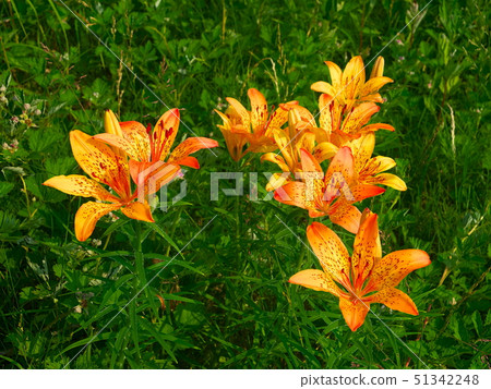 Ezosukashili flower Ezosukashili flower 51342248