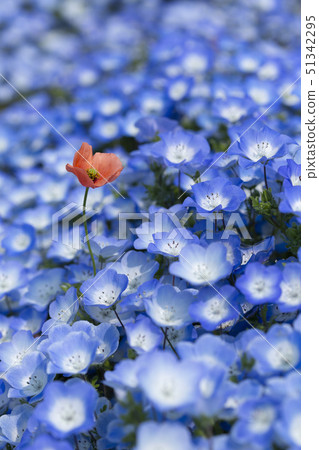 Nemophila and poppy 51342295