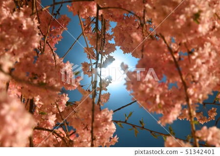 月光和櫻花 月光和櫻花 51342401