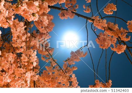 月光和櫻花 月光和櫻花 51342403