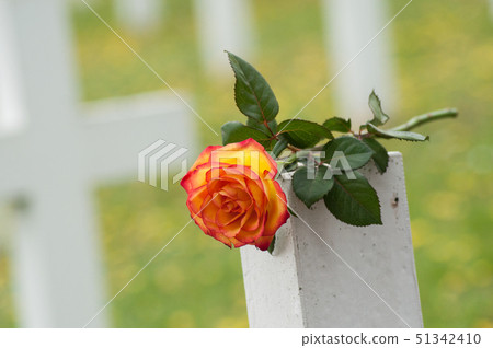 orange rose on tomb at military cemetery 51342410