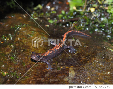 箱根蠑螈 箱根蠑螈 51342739