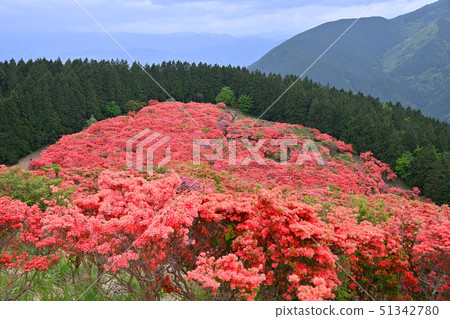 Katsuragiyama的杜鵑花 Katsuragiyama的杜鵑花 51342780