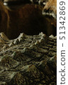 Closeup of a crocodile tail 51342869