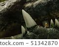 A closeup of crocodile teeth 51342870