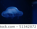 Jellyfish floating peacefully 51342872