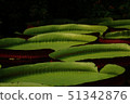 Plants large Lely in water 51342876